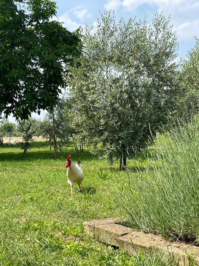 Agriturismo Monteroseo Bedizzole Екстер'єр фото